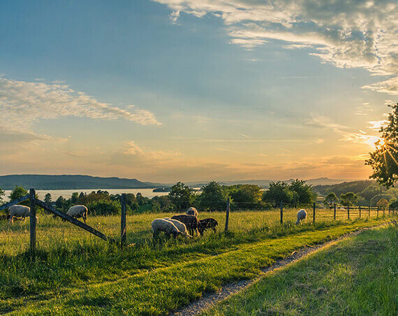 Best Way to Do Eco and Agriculture